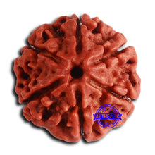 Load image into Gallery viewer, 6 Mukhi Rudraksha from Nepal - Bead No. 473
