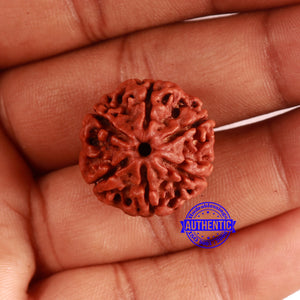 6 Mukhi Rudraksha from Nepal - Bead No. 473