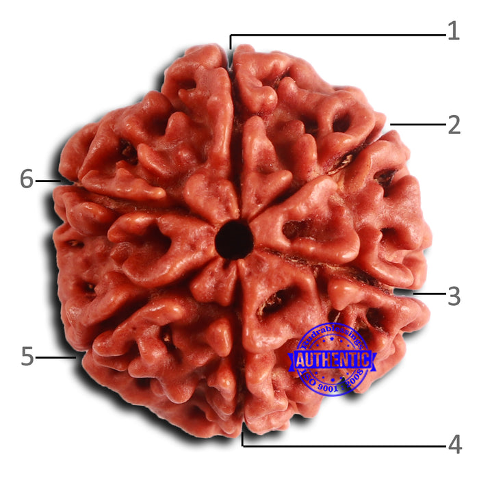 6 Mukhi Rudraksha from Nepal - Bead No. 474