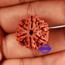 Load image into Gallery viewer, 6 Mukhi Rudraksha from Nepal - Bead No. 474
