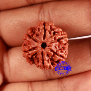 6 Mukhi Rudraksha from Nepal - Bead No. 474