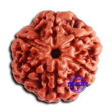 Load image into Gallery viewer, 6 Mukhi Rudraksha from Nepal - Bead No. 475
