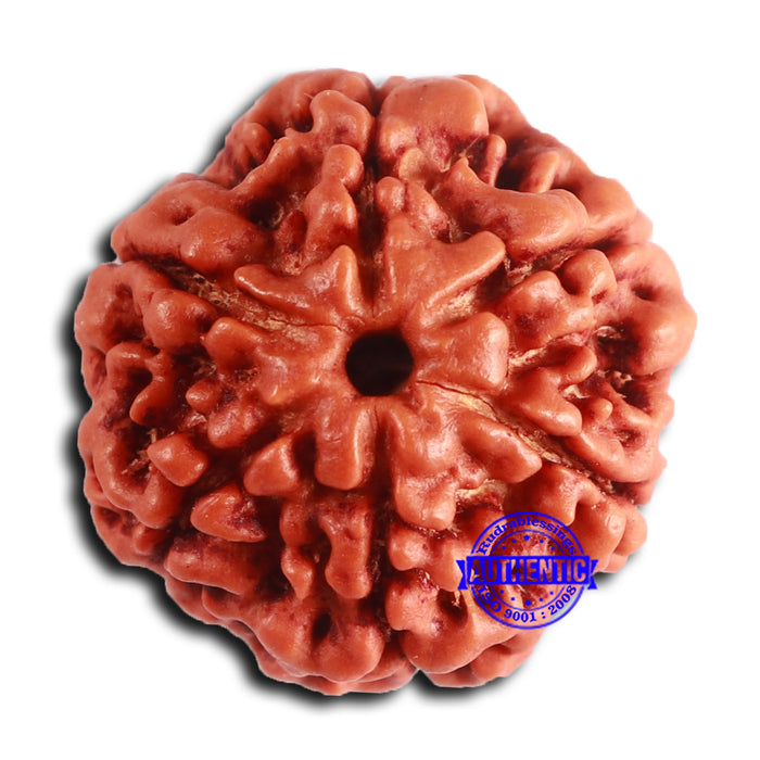 6 Mukhi Rudraksha from Nepal - Bead No. 475