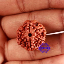 Load image into Gallery viewer, 6 Mukhi Rudraksha from Nepal - Bead No. 475
