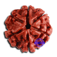 Load image into Gallery viewer, 6 Mukhi Rudraksha from Nepal - Bead No. 476
