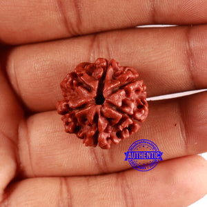 6 Mukhi Rudraksha from Nepal - Bead No. 476