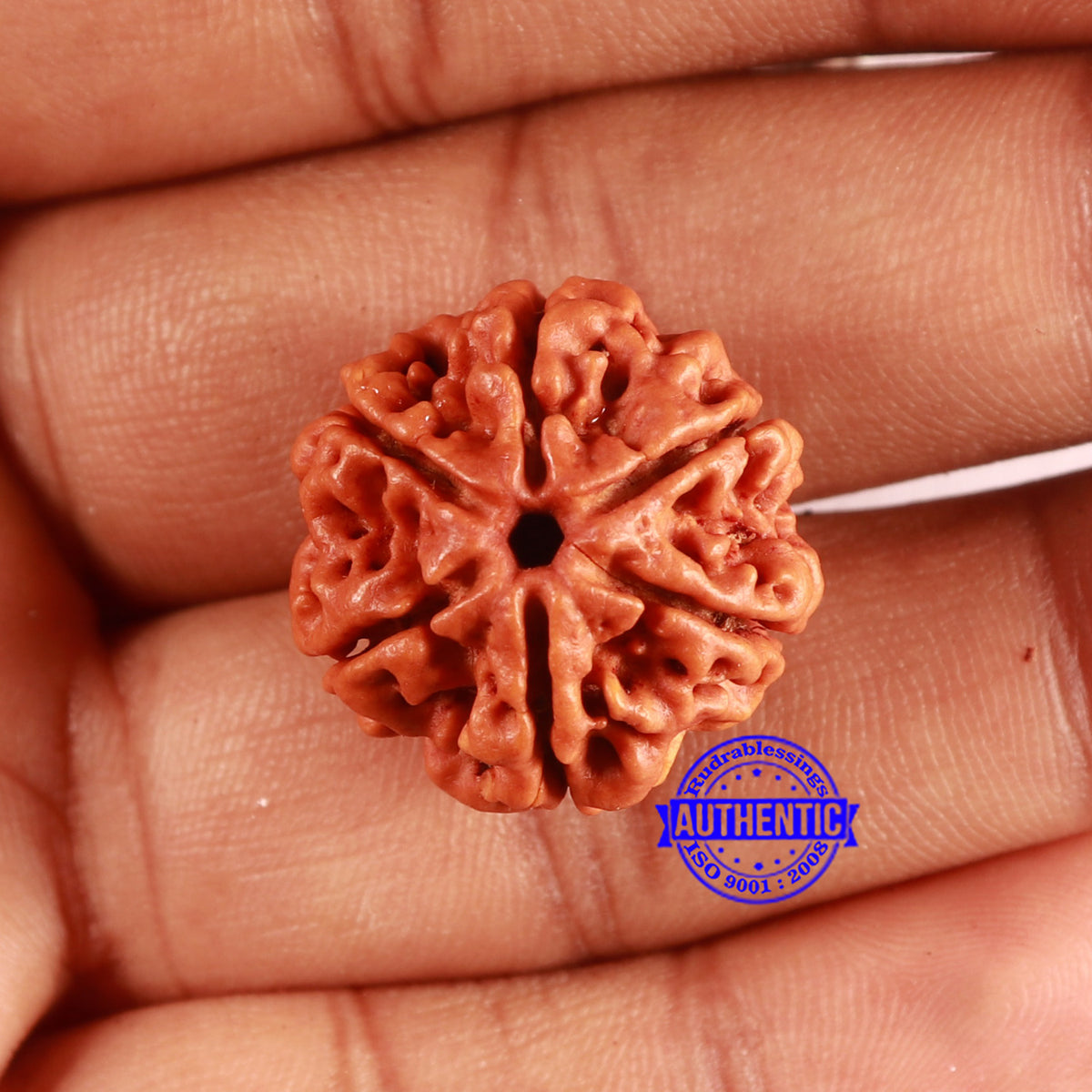 6 Mukhi Rudraksha from Nepal - Bead No. 477 – Rudra and Sons