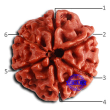 Load image into Gallery viewer, 6 Mukhi Rudraksha from Nepal - Bead No. 478
