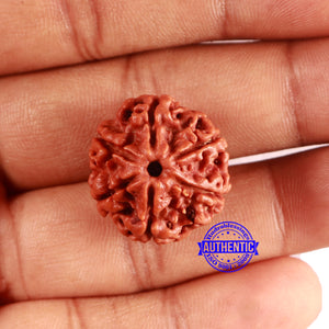 6 Mukhi Rudraksha from Nepal - Bead No. 478