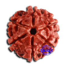 Load image into Gallery viewer, 6 Mukhi Rudraksha from Nepal - Bead No. 479
