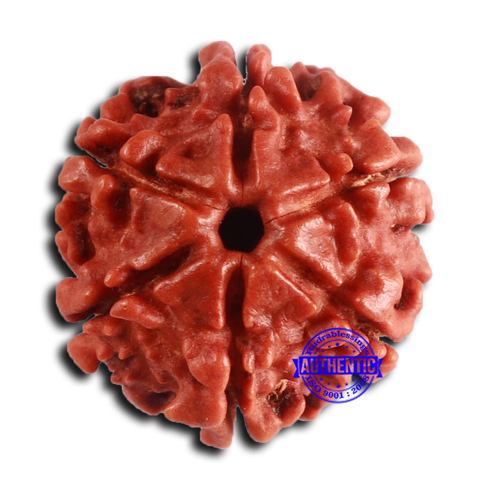 6 Mukhi Rudraksha from Nepal - Bead No. 479