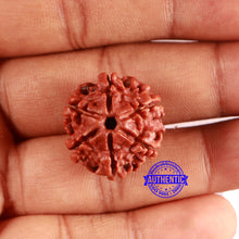 Load image into Gallery viewer, 6 Mukhi Rudraksha from Nepal - Bead No. 479
