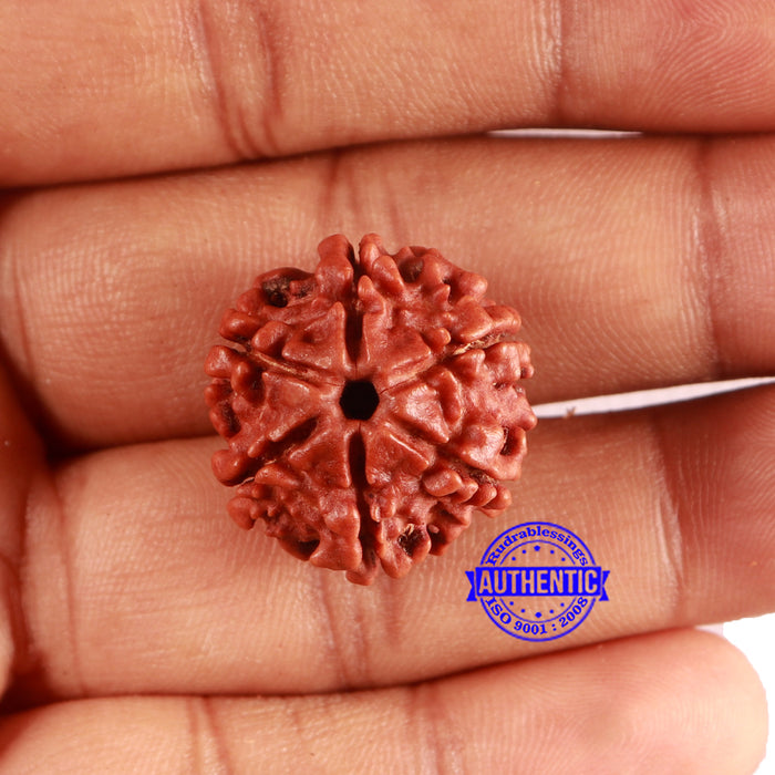 6 Mukhi Rudraksha from Nepal - Bead No. 479
