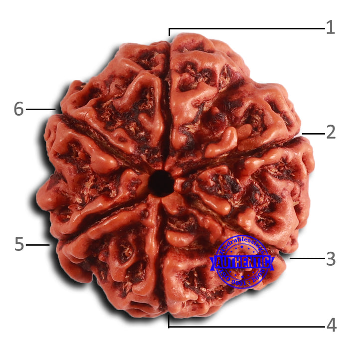 6 Mukhi Rudraksha from Nepal - Bead No. 480