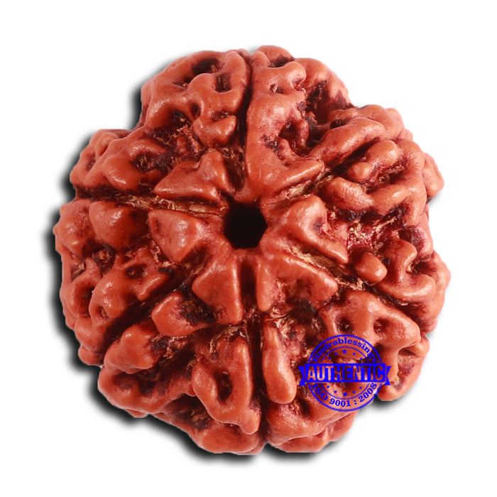 6 Mukhi Rudraksha from Nepal - Bead No. 480