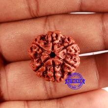 Load image into Gallery viewer, 6 Mukhi Rudraksha from Nepal - Bead No. 480
