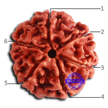 Load image into Gallery viewer, 6 Mukhi Rudraksha from Nepal - Bead No. 481
