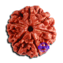 Load image into Gallery viewer, 6 Mukhi Rudraksha from Nepal - Bead No. 481
