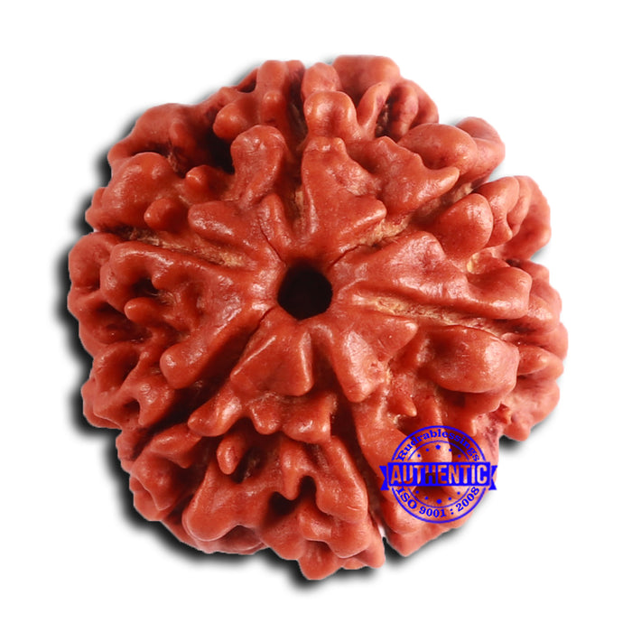 6 Mukhi Rudraksha from Nepal - Bead No. 481