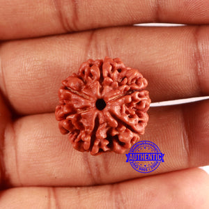 6 Mukhi Rudraksha from Nepal - Bead No. 481
