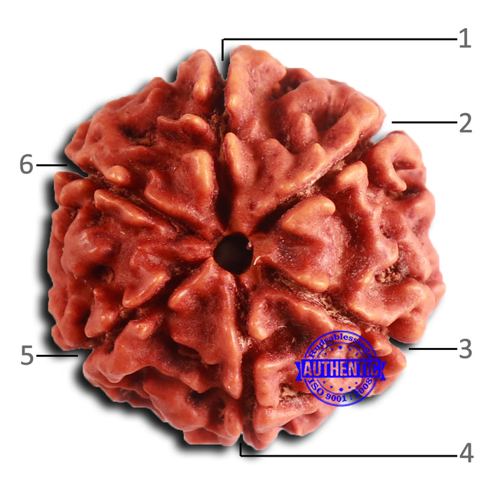 6 Mukhi Rudraksha from Nepal - Bead No. 482