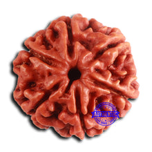 Load image into Gallery viewer, 6 Mukhi Rudraksha from Nepal - Bead No. 482
