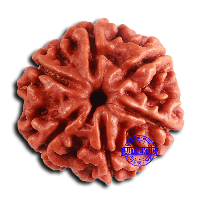 6 Mukhi Rudraksha from Nepal - Bead No. 482