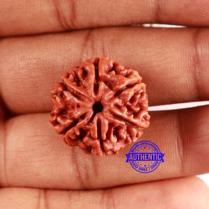 6 Mukhi Rudraksha from Nepal - Bead No. 482