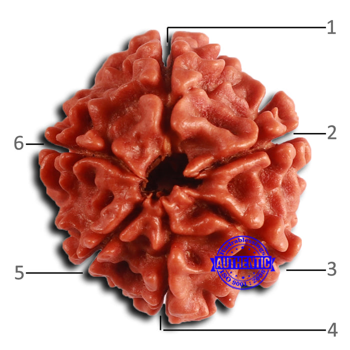 6 Mukhi Rudraksha from Nepal - Bead No. 483