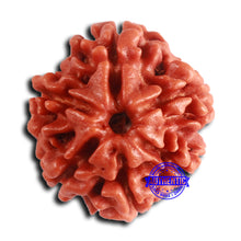 Load image into Gallery viewer, 6 Mukhi Rudraksha from Nepal - Bead No. 483
