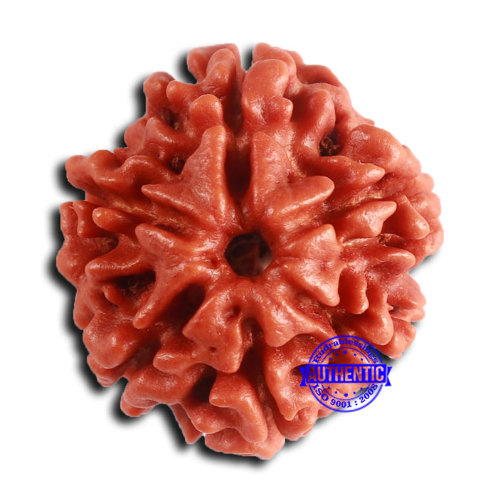 6 Mukhi Rudraksha from Nepal - Bead No. 483