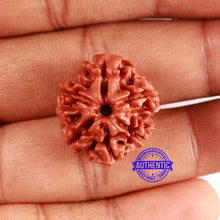 Load image into Gallery viewer, 6 Mukhi Rudraksha from Nepal - Bead No. 483
