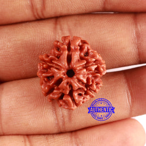 6 Mukhi Rudraksha from Nepal - Bead No. 483