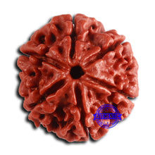 Load image into Gallery viewer, 6 Mukhi Rudraksha from Nepal - Bead No. 484
