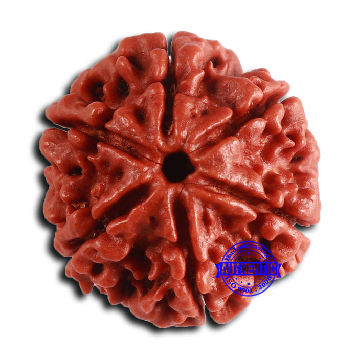 6 Mukhi Rudraksha from Nepal - Bead No. 484