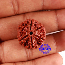 Load image into Gallery viewer, 6 Mukhi Rudraksha from Nepal - Bead No. 484
