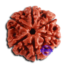 Load image into Gallery viewer, 6 Mukhi Rudraksha from Nepal - Bead No. 485

