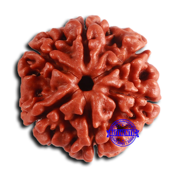 6 Mukhi Rudraksha from Nepal - Bead No. 485