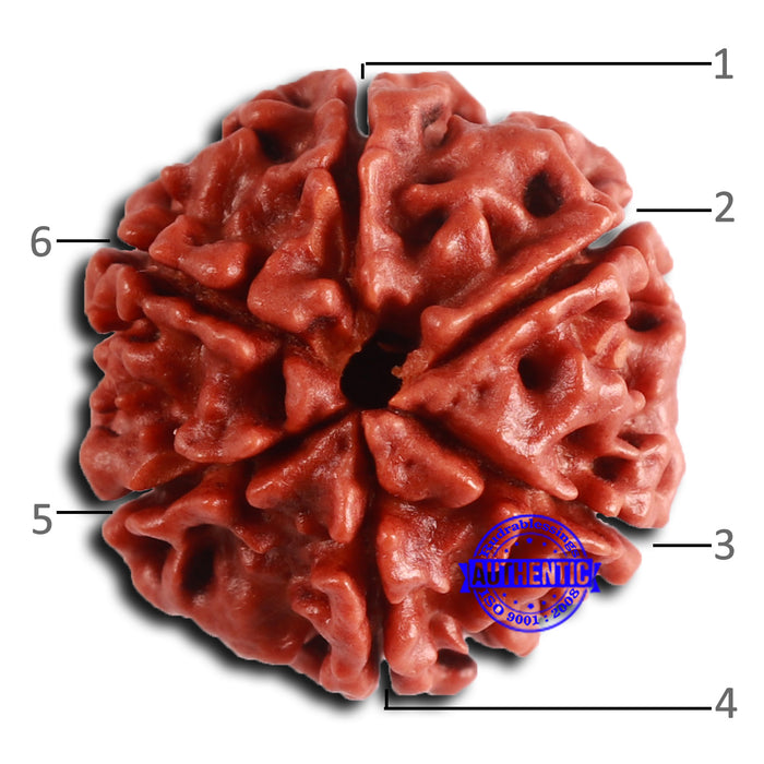 6 Mukhi Rudraksha from Nepal - Bead No. 486