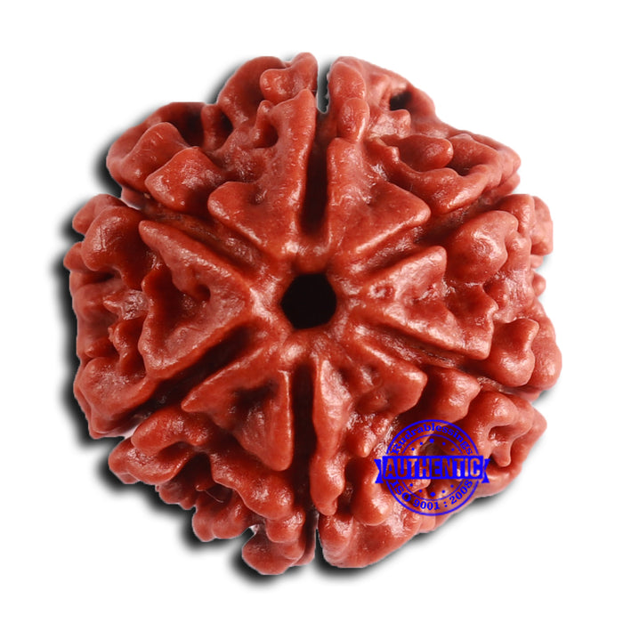 6 Mukhi Rudraksha from Nepal - Bead No. 486