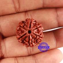 Load image into Gallery viewer, 6 Mukhi Rudraksha from Nepal - Bead No. 486
