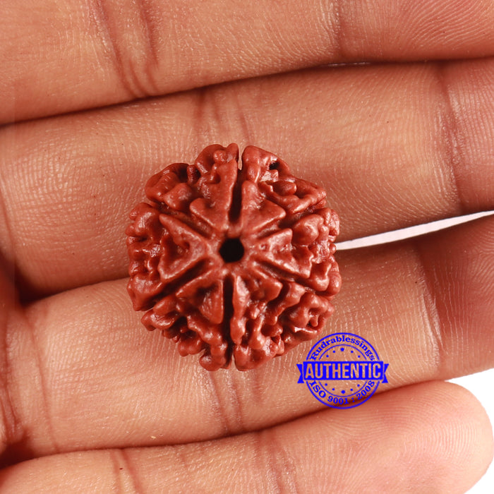 6 Mukhi Rudraksha from Nepal - Bead No. 486