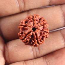 Load image into Gallery viewer, 6 Mukhi Rudraksha from Nepal - Bead No. 507
