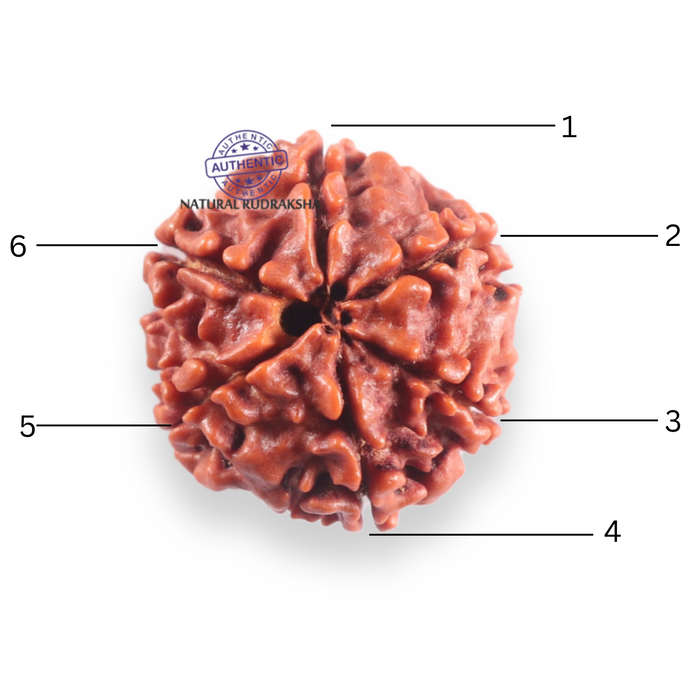 6 Mukhi Rudraksha from Nepal - Bead No. 508