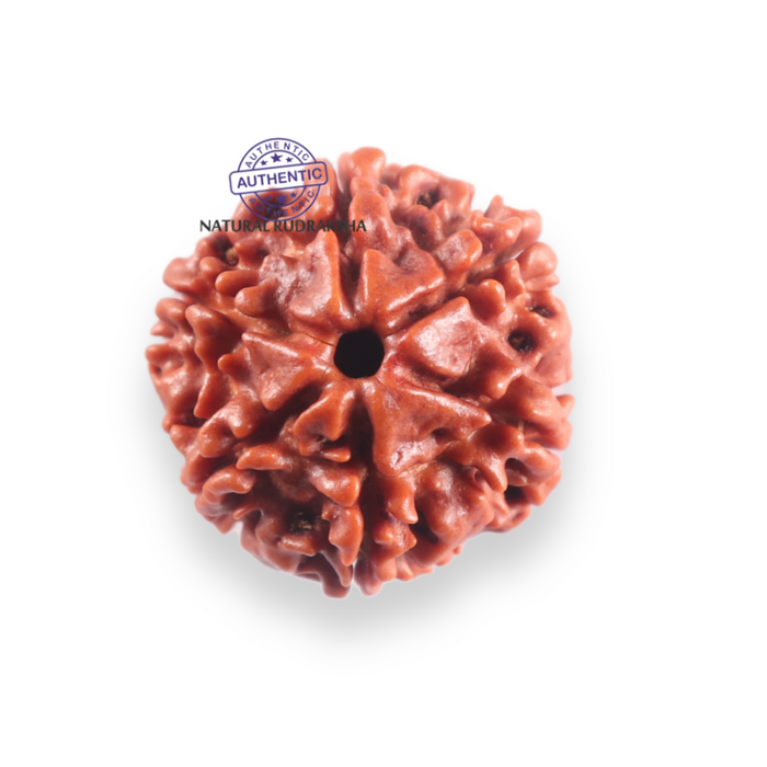 6 Mukhi Rudraksha from Nepal - Bead No. 507