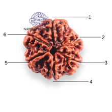 Load image into Gallery viewer, 6 Mukhi Rudraksha from Nepal - Bead No. 509
