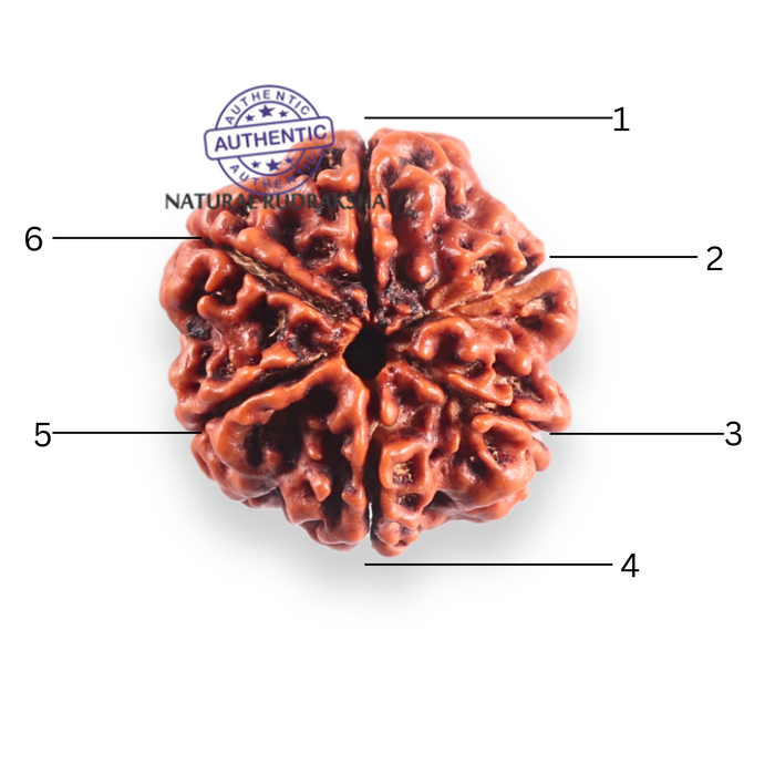 6 Mukhi Rudraksha from Nepal - Bead No. 509