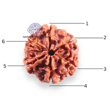 Load image into Gallery viewer, 6 Mukhi Rudraksha from Nepal - Bead No. 510

