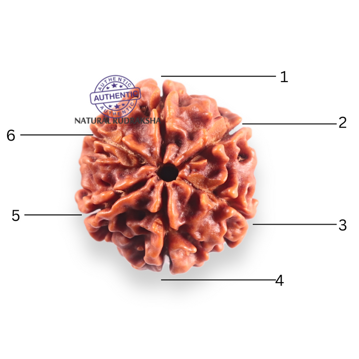 6 Mukhi Rudraksha from Nepal - Bead No. 510