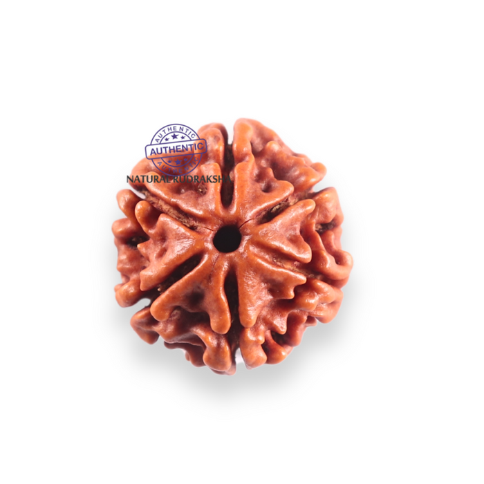 6 Mukhi Rudraksha from Nepal - Bead No. 510